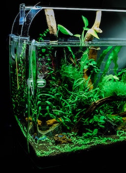 Green Planet Tank